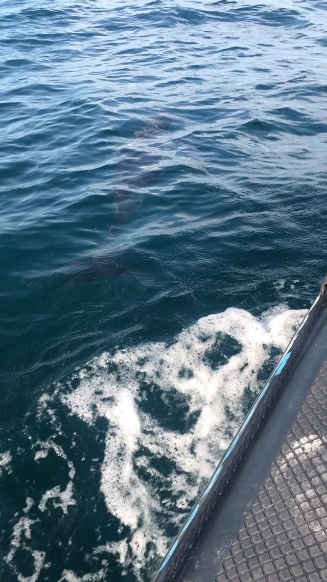 One of the many joys of being on the water 🐬